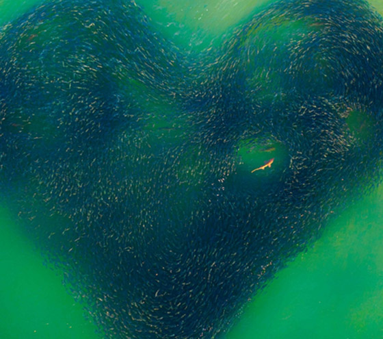 قلب وسط البحر: مصور يوثق مشهدا ساحرا لأسماك دام لثواني فقط بأستراليا صورة رقم 2