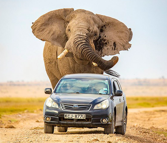 لقطات تحبس الأنفاس.. فيل عملاق يطارد سيارة محاولا دهسها! صورة رقم 1