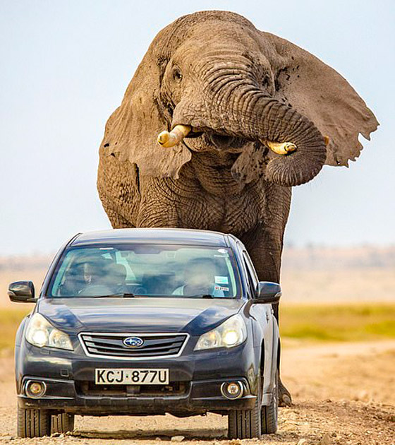 لقطات تحبس الأنفاس.. فيل عملاق يطارد سيارة محاولا دهسها! صورة رقم 2