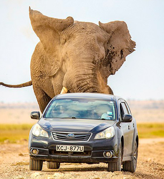 لقطات تحبس الأنفاس.. فيل عملاق يطارد سيارة محاولا دهسها! صورة رقم 3