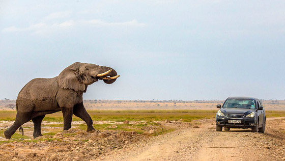 لقطات تحبس الأنفاس.. فيل عملاق يطارد سيارة محاولا دهسها! صورة رقم 4
