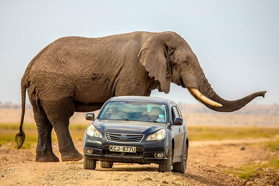 لقطات تحبس الأنفاس.. فيل عملاق يطارد سيارة محاولا دهسها! صورة رقم 5