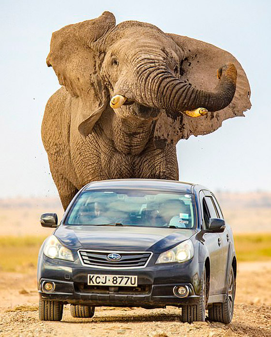 لقطات تحبس الأنفاس.. فيل عملاق يطارد سيارة محاولا دهسها! صورة رقم 6