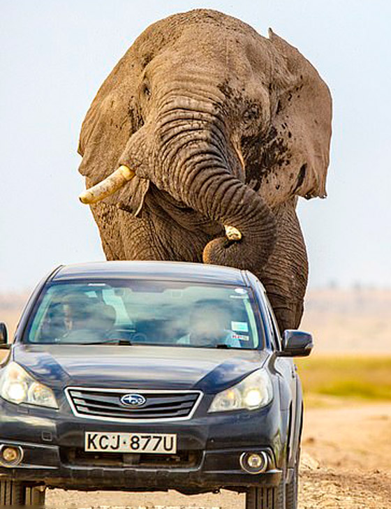 لقطات تحبس الأنفاس.. فيل عملاق يطارد سيارة محاولا دهسها! صورة رقم 7