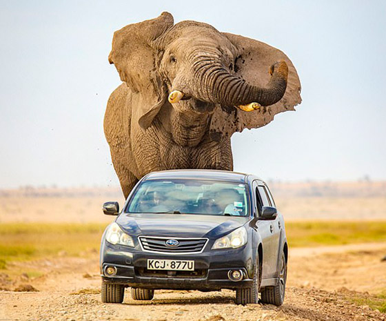 لقطات تحبس الأنفاس.. فيل عملاق يطارد سيارة محاولا دهسها! صورة رقم 8