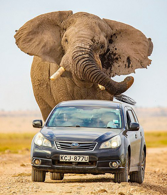 لقطات تحبس الأنفاس.. فيل عملاق يطارد سيارة محاولا دهسها! صورة رقم 9