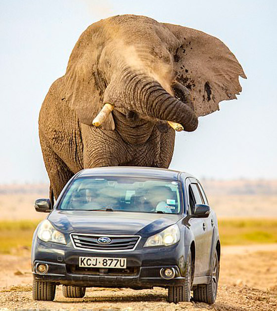 لقطات تحبس الأنفاس.. فيل عملاق يطارد سيارة محاولا دهسها! صورة رقم 10