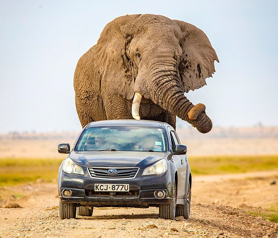 لقطات تحبس الأنفاس.. فيل عملاق يطارد سيارة محاولا دهسها! صورة رقم 11