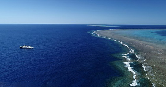 برج الشفرة: اكتشاف جبل مرجاني هائل في أعماق البحر ينافس برج خليفة صورة رقم 7