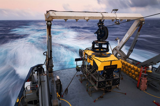 اكتشاف حبار نادر وفريد من نوعه لأول مرة في أعماق المحيط بأستراليا صورة رقم 8