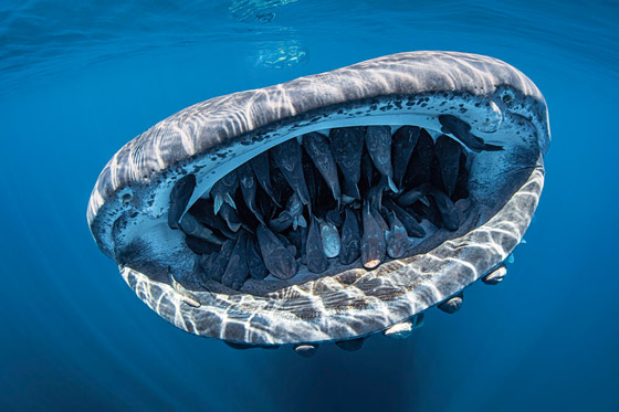 بالصور: مشاهد رائعة من الحياة البحرية.. فازت بمسابقة عالمية للتصوير صورة رقم 1