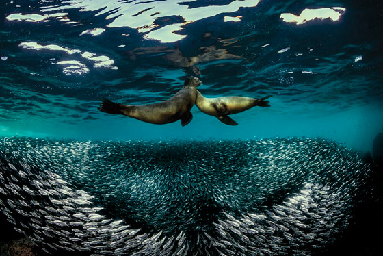 بالصور: مشاهد رائعة من الحياة البحرية.. فازت بمسابقة عالمية للتصوير صورة رقم 4