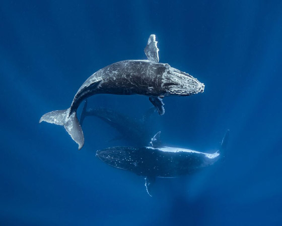 بالصور: مشاهد رائعة من الحياة البحرية.. فازت بمسابقة عالمية للتصوير صورة رقم 8