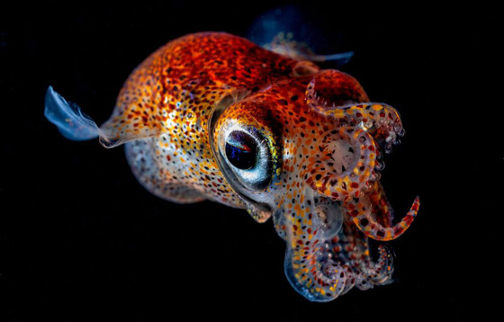 بالصور: مشاهد رائعة من الحياة البحرية.. فازت بمسابقة عالمية للتصوير صورة رقم 9