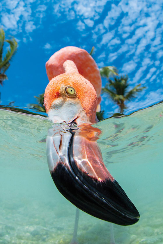 بالصور: مشاهد رائعة من الحياة البحرية.. فازت بمسابقة عالمية للتصوير صورة رقم 10