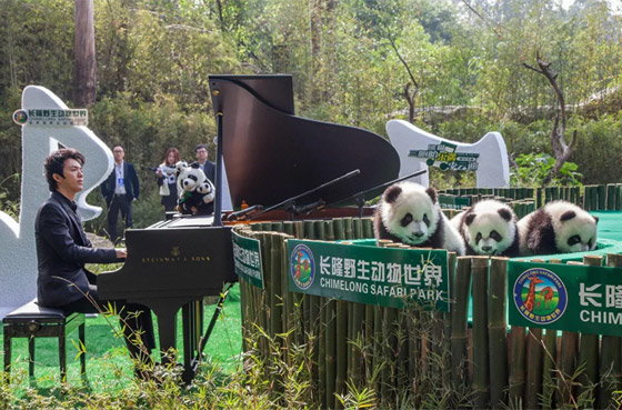 بيانو معلق بالهواء وبين القرود.. إليكم أكثر عروض البيانو غرابة في العالم صورة رقم 12