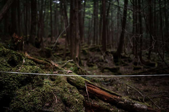 إليكم أكثر 10 حقائق غريبة ومزعجة ومؤرقة عن غابة الانتحار في اليابان! صورة رقم 1