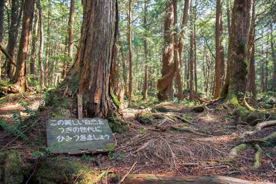إليكم أكثر 10 حقائق غريبة ومزعجة ومؤرقة عن غابة الانتحار في اليابان! صورة رقم 4