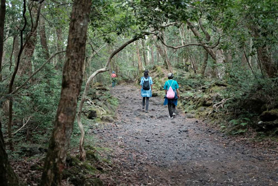 إليكم أكثر 10 حقائق غريبة ومزعجة ومؤرقة عن غابة الانتحار في اليابان! صورة رقم 7