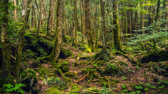 إليكم أكثر 10 حقائق غريبة ومزعجة ومؤرقة عن غابة الانتحار في اليابان! صورة رقم 11