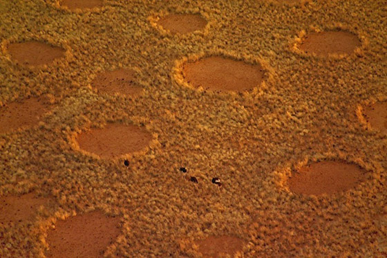 دوائر الجنيات في صحراء ناميبيا.. لغز طبيعي مدهش يستحق الاكتشاف! صورة رقم 6