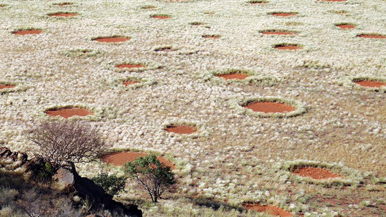 دوائر الجنيات في صحراء ناميبيا.. لغز طبيعي مدهش يستحق الاكتشاف! صورة رقم 8
