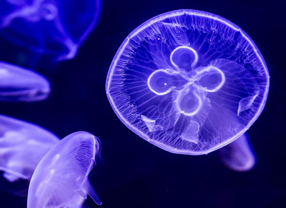 بالصور: إليكم 5 من أغرب الكائنات البحرية الشفافة العجيبة صورة رقم 4