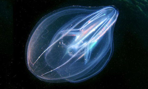 بالصور: إليكم 5 من أغرب الكائنات البحرية الشفافة العجيبة صورة رقم 6