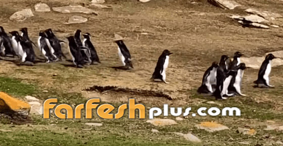 فيديو طريف: البطريق الحائر ارتكب خطأ غريبا.. وصديقه يتدخل! صورة رقم 4