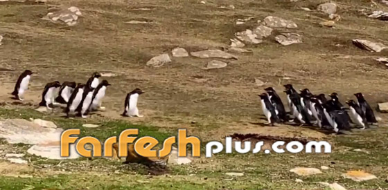 فيديو طريف: البطريق الحائر ارتكب خطأ غريبا.. وصديقه يتدخل! صورة رقم 1