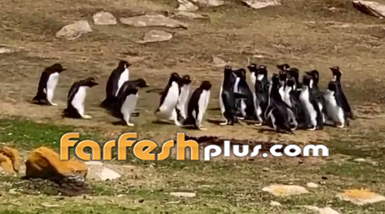 فيديو طريف: البطريق الحائر ارتكب خطأ غريبا.. وصديقه يتدخل! صورة رقم 2