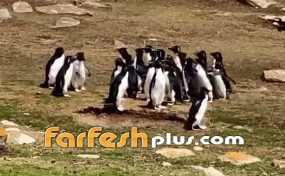 فيديو طريف: البطريق الحائر ارتكب خطأ غريبا.. وصديقه يتدخل! صورة رقم 3