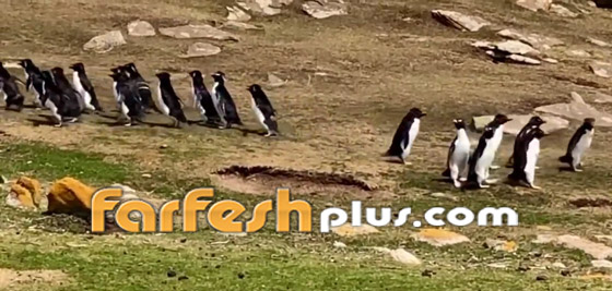 فيديو طريف: البطريق الحائر ارتكب خطأ غريبا.. وصديقه يتدخل! صورة رقم 5