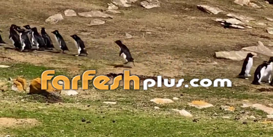 فيديو طريف: البطريق الحائر ارتكب خطأ غريبا.. وصديقه يتدخل! صورة رقم 6