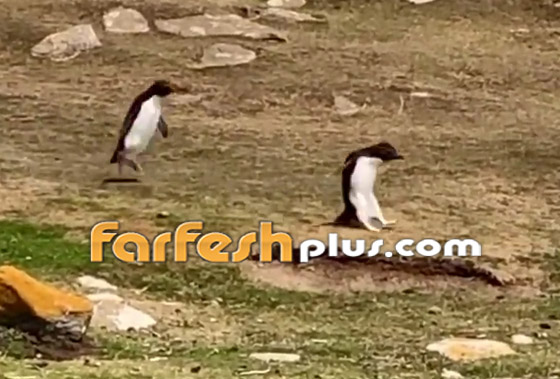 فيديو طريف: البطريق الحائر ارتكب خطأ غريبا.. وصديقه يتدخل! صورة رقم 7