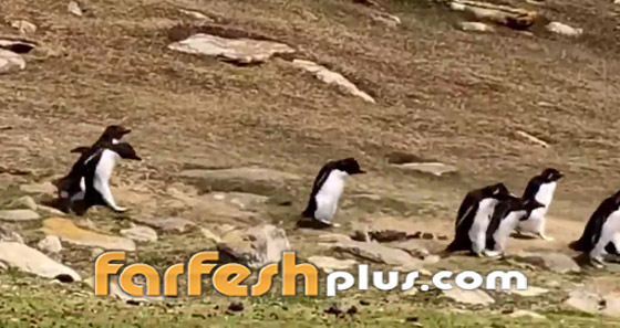 فيديو طريف: البطريق الحائر ارتكب خطأ غريبا.. وصديقه يتدخل! صورة رقم 8