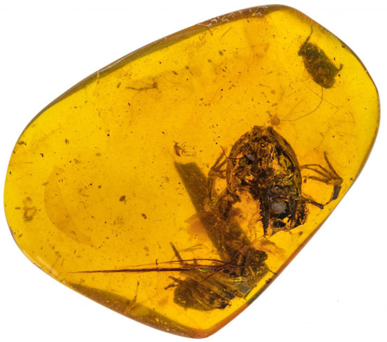 اكتشاف حشرة مضيئة عمرها 100 مليون عام داخل قطعة كهرمان! صورة رقم 1