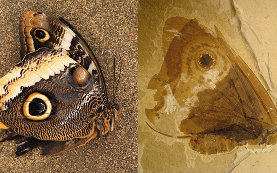 اكتشاف حشرة مضيئة عمرها 100 مليون عام داخل قطعة كهرمان! صورة رقم 2
