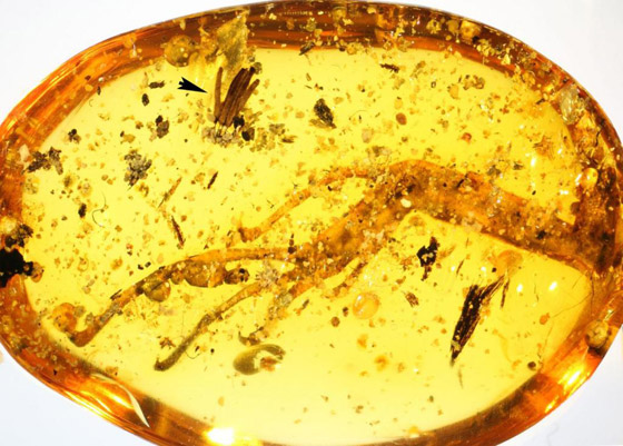 اكتشاف حشرة مضيئة عمرها 100 مليون عام داخل قطعة كهرمان! صورة رقم 3