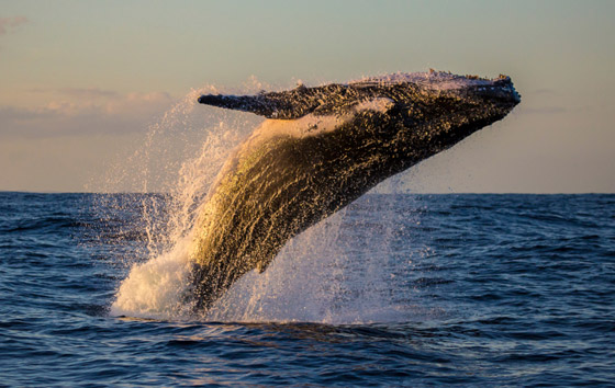كيف تسهم الحيتان بتحسين كوكبنا ولماذا يعتبر صيدها كارثة بيئية حقيقية؟ صورة رقم 1