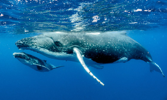 كيف تسهم الحيتان بتحسين كوكبنا ولماذا يعتبر صيدها كارثة بيئية حقيقية؟ صورة رقم 2
