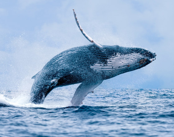 كيف تسهم الحيتان بتحسين كوكبنا ولماذا يعتبر صيدها كارثة بيئية حقيقية؟ صورة رقم 3
