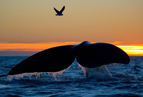 كيف تسهم الحيتان بتحسين كوكبنا ولماذا يعتبر صيدها كارثة بيئية حقيقية؟ صورة رقم 4