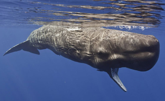كيف تسهم الحيتان بتحسين كوكبنا ولماذا يعتبر صيدها كارثة بيئية حقيقية؟ صورة رقم 6
