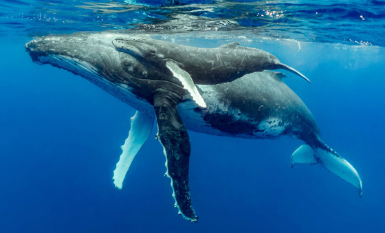 كيف تسهم الحيتان بتحسين كوكبنا ولماذا يعتبر صيدها كارثة بيئية حقيقية؟ صورة رقم 8