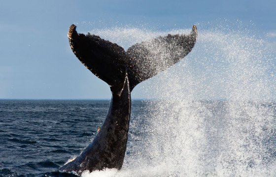 كيف تسهم الحيتان بتحسين كوكبنا ولماذا يعتبر صيدها كارثة بيئية حقيقية؟ صورة رقم 9