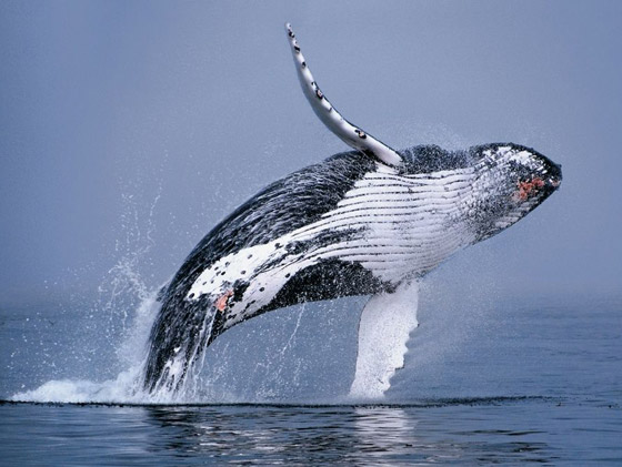 كيف تسهم الحيتان بتحسين كوكبنا ولماذا يعتبر صيدها كارثة بيئية حقيقية؟ صورة رقم 10