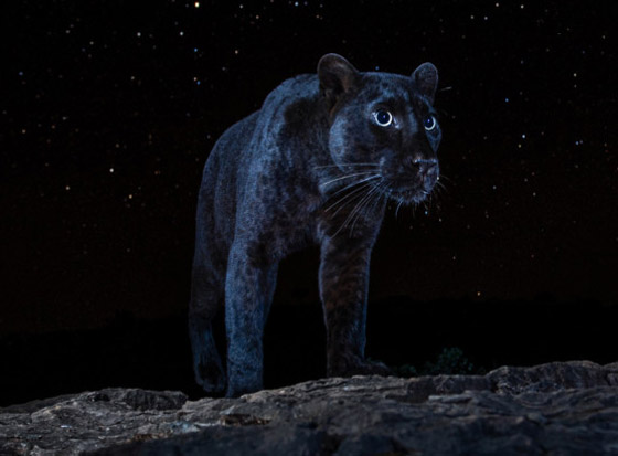 صور مذهلة لنمر أسود نادر في الظلام تحظى بانتشار واسع! صورة رقم 11