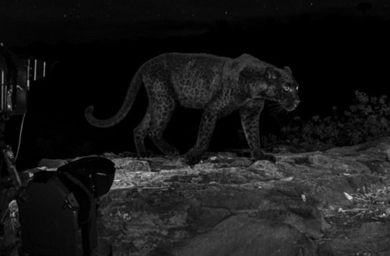 صور مذهلة لنمر أسود نادر في الظلام تحظى بانتشار واسع! صورة رقم 12