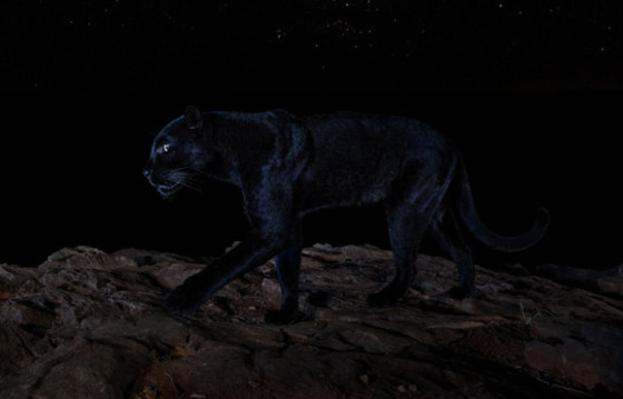 صور مذهلة لنمر أسود نادر في الظلام تحظى بانتشار واسع! صورة رقم 14